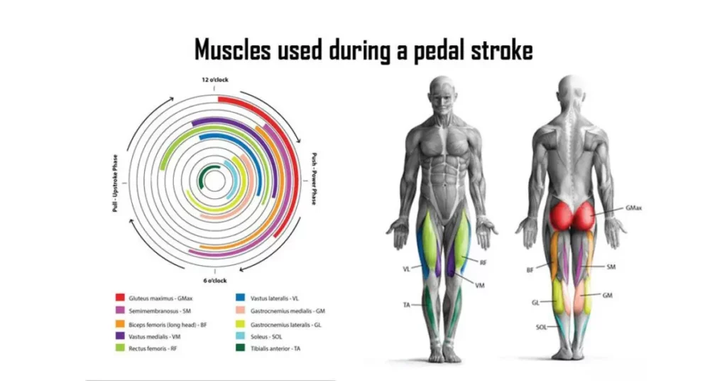 What muscles does cycling work
